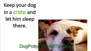 Older Dog Potty Training - How to Potty Train an Older Dog