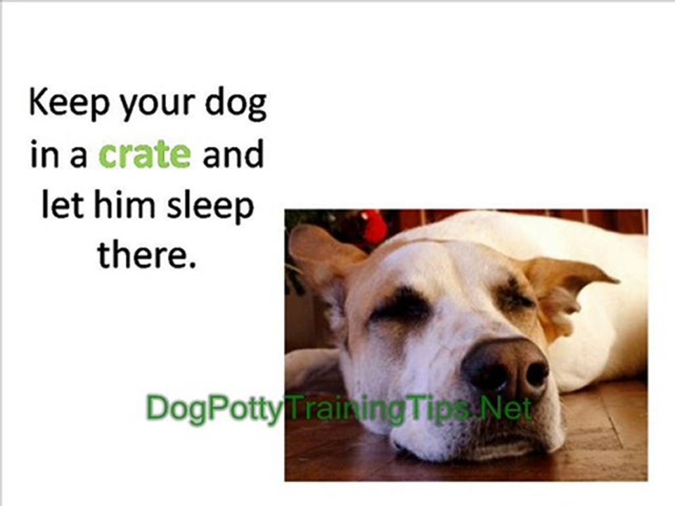 Older Dog Potty Training - How to Potty Train an Older Dog