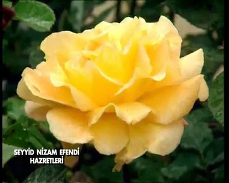 Seyyid Nizam Efendi Hazretleri