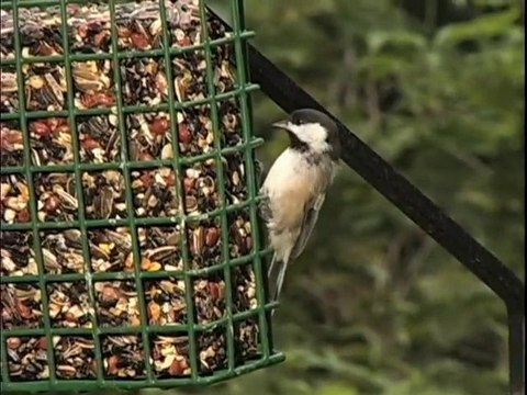 Nourrir les oiseaux sauvages à l’automne
