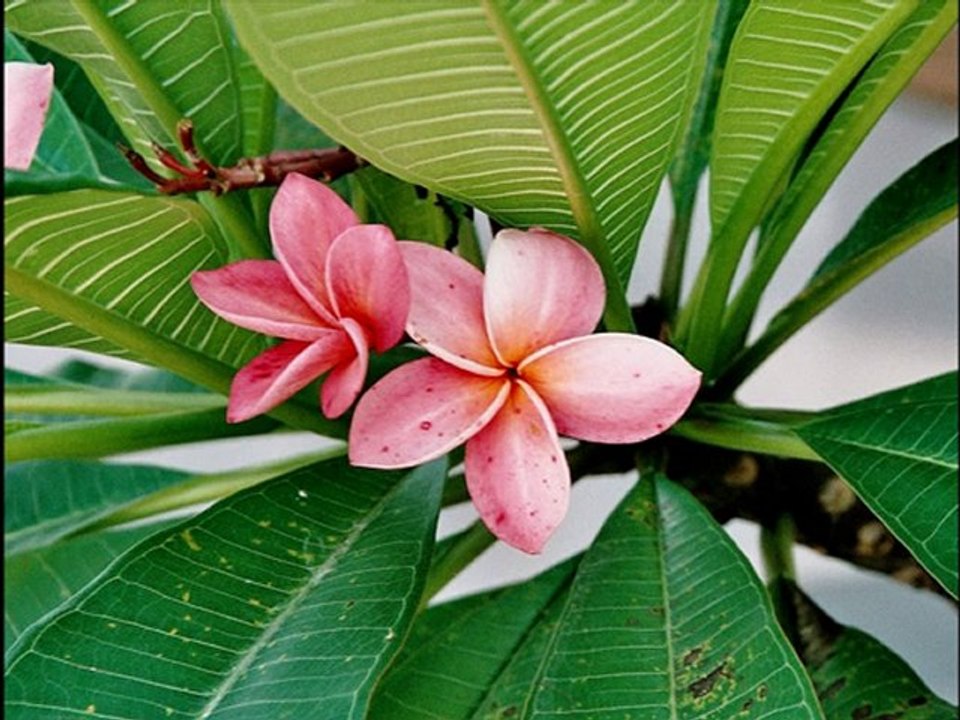 2008-THAILANDE1