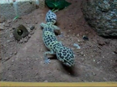 Le GECKO LEOPARD par Yann André