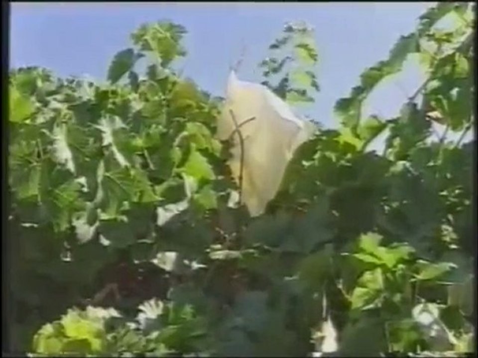 el vino de hielo en antena 3
