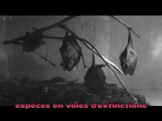 Les Chauves-Souris De Veaugues CHER par Yann André