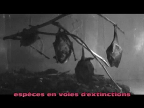 Les Chauves-Souris De Veaugues CHER par Yann André