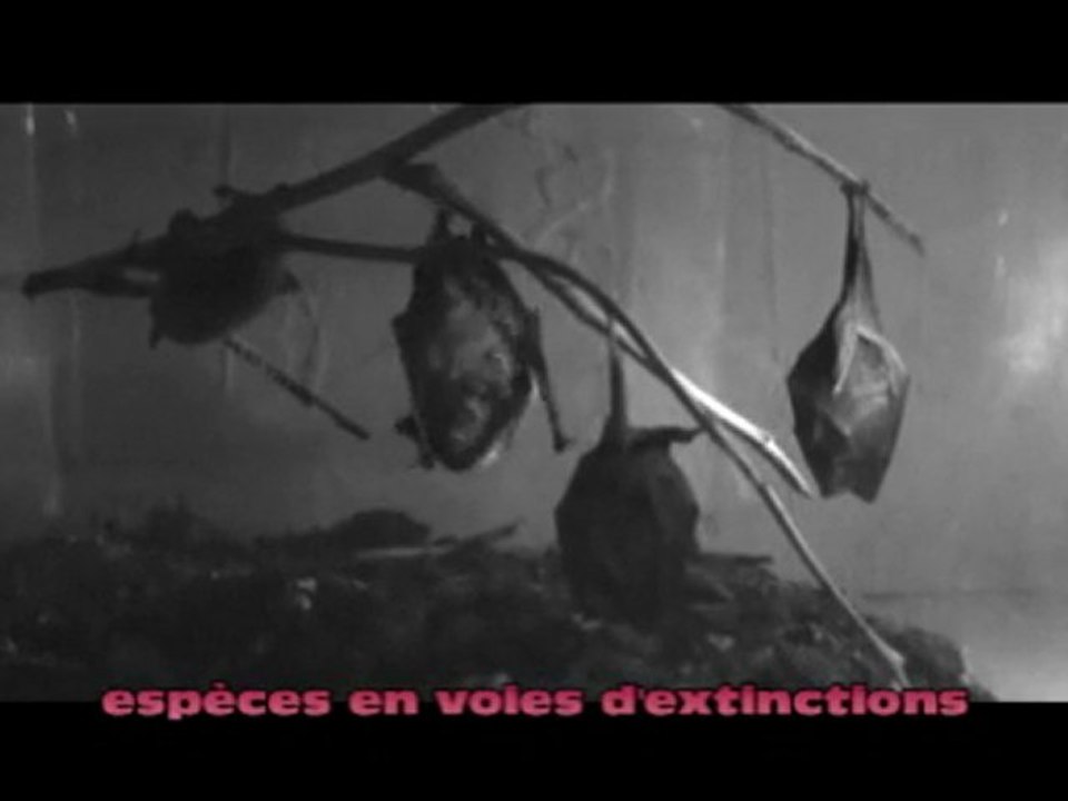 Les Chauves-Souris De Veaugues CHER par Yann André