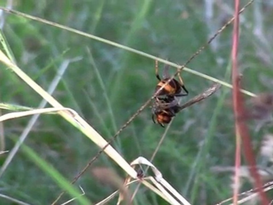 Vespa Velutina,l'Attila des ruchers.