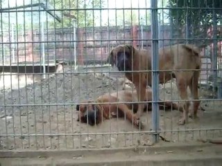 TOSA INU  -  TOSA KEN  ( www.menadel-tosa.com )