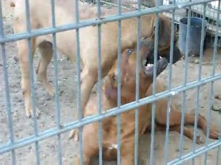 TOSA INU  -  TOSA KEN  ( www.menadel-tosa.com )