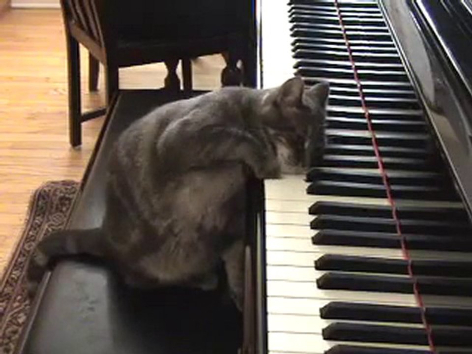 Chat qui joue au piano [Buzz Cat] - Vidéo Dailymotion