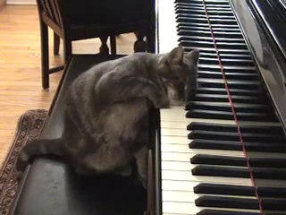 Chat Qui Joue Au Piano Buzz Cat Video Dailymotion
