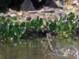 su üstünde koşan basilisk kertenkelesi