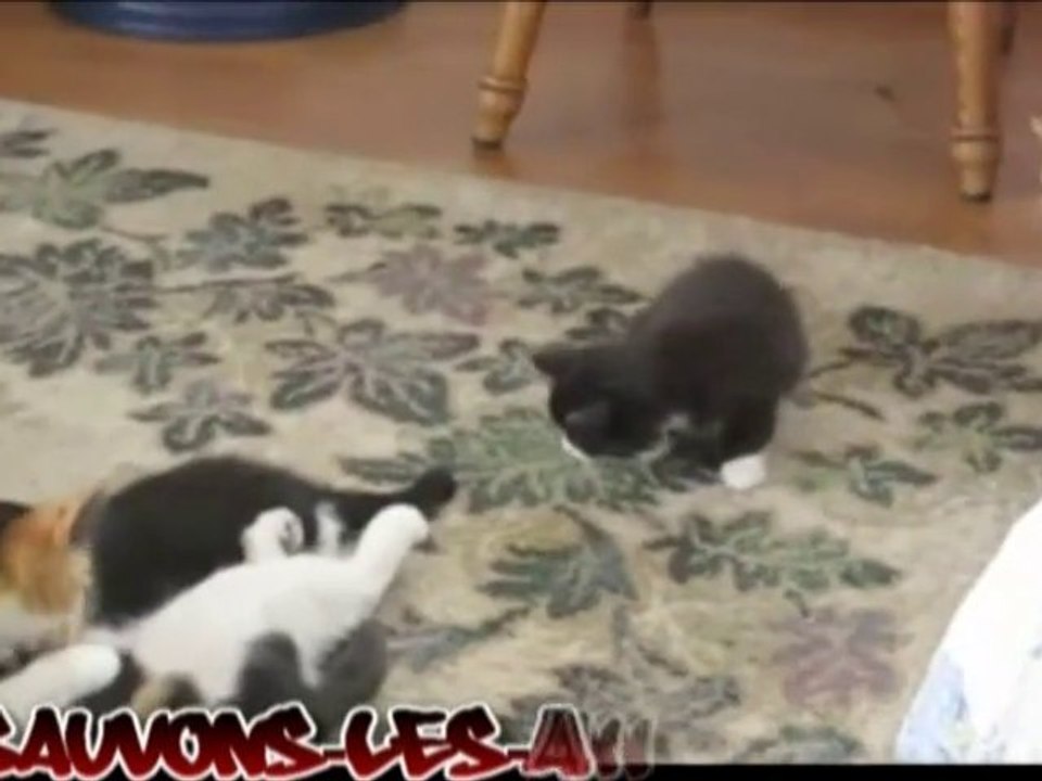 Des chatons possédés par des puces (lol)