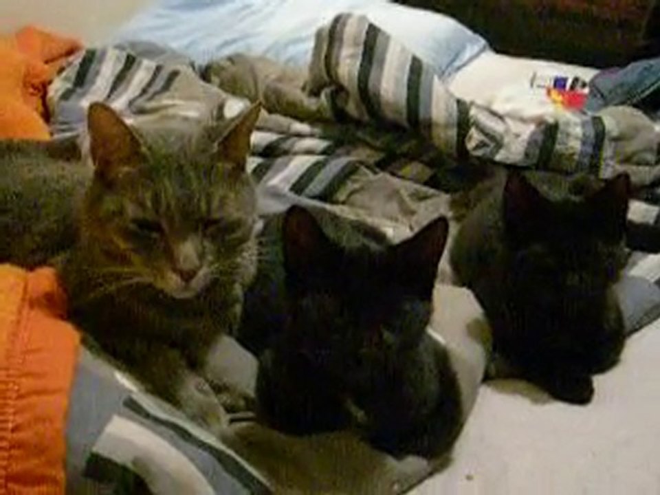 15 septembre 2010 minouche et 2 titiis  nikon 084