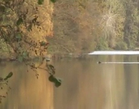 Pont d'Oye: les sangliers traversent l'étang.