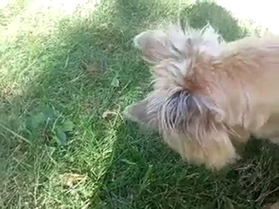 Buddy