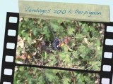 Vendanges 2010