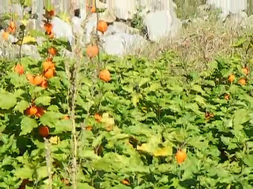 FLEURS......