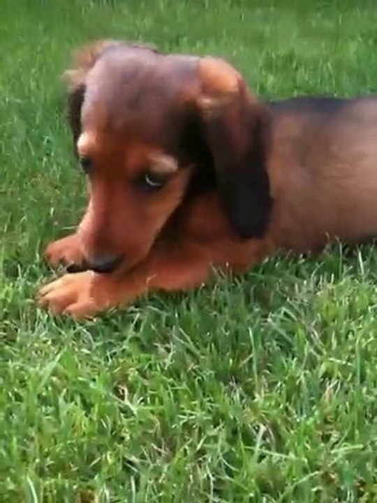 Fergie Teckel Standard Poil Long 10 Semaines Video Dailymotion