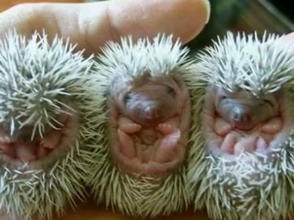 BaBy Animals