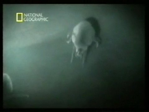 Trips: Vida sexual de los acaros