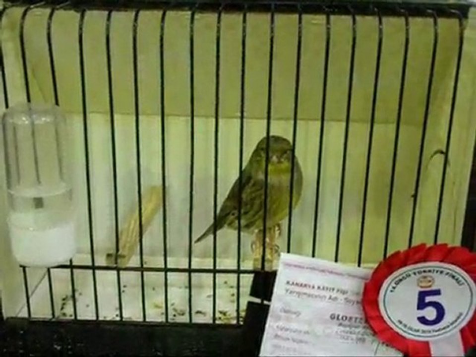 2009-2010 TÜRKiYE FiNAL | DÜZ RENK KABAKLAR