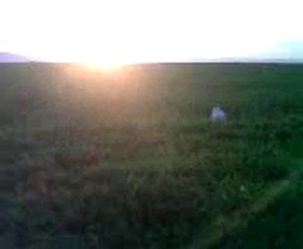 setter naz bıldırcın aportu 2 erol sarı