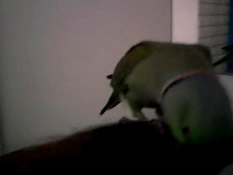 weed ma perruche a collier