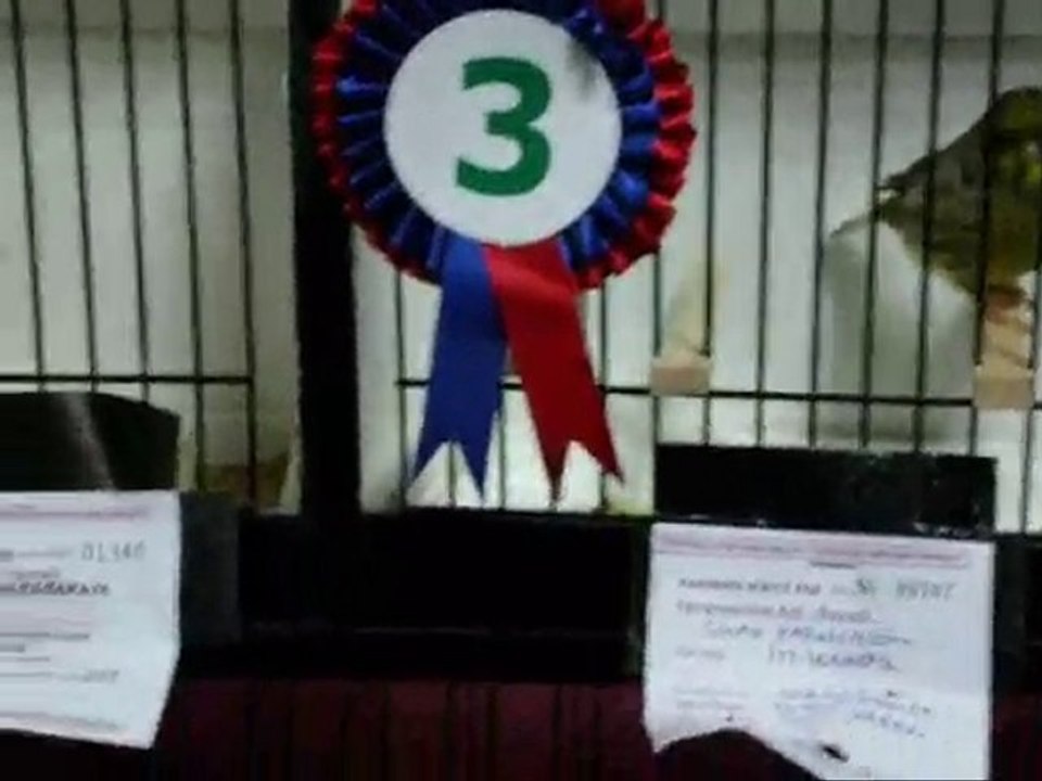 2009-2010 BALIKESiR | DÜZ RENK KABAKLAR