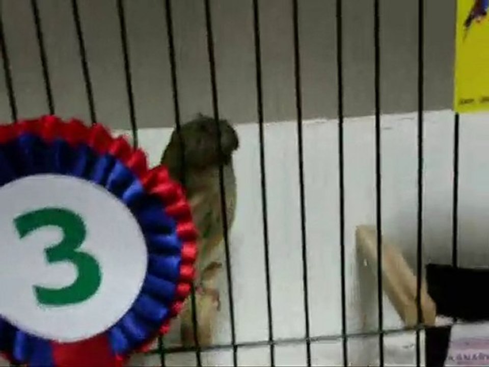 2009-2010 BALIKESiR | DÜZ RENK TEPELiLER