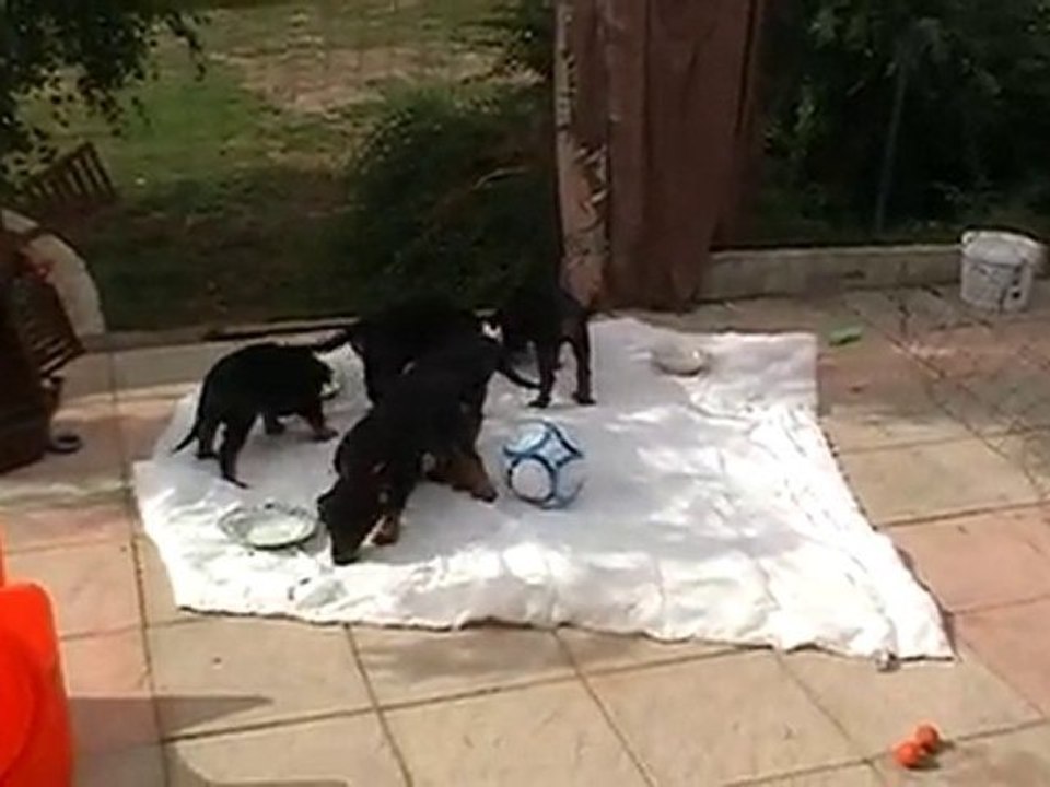 vidéo bébes beaucerons 004