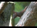 Un écureuil sur les branches au bord du lac d'Issarlès