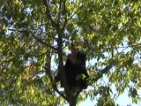 Le Corbeau et Le Renard on Vimeo