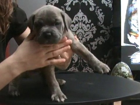 voici mes chiots femelles cane corso LOF a 4 semaines