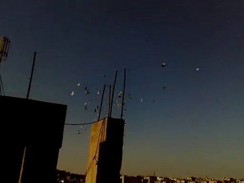 Şanlıurfa Karışma Kuşları-1