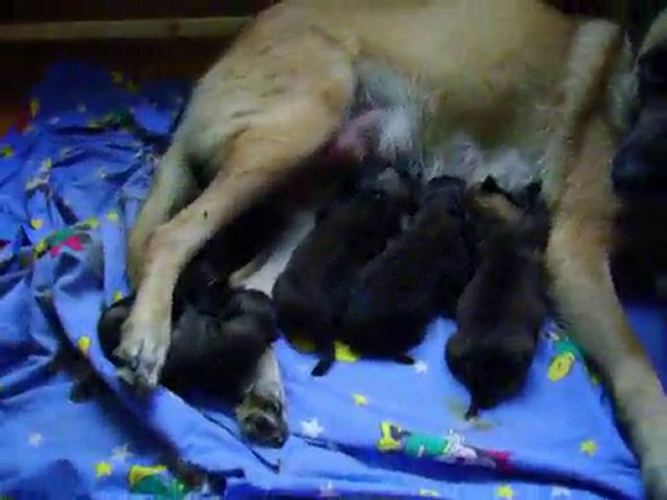 chiots malinois 1 jour