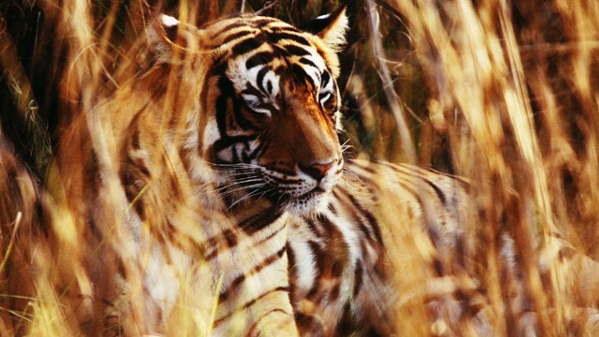 Hunted Tigers