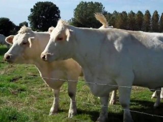Les Vaches, Alexis et les Manus.