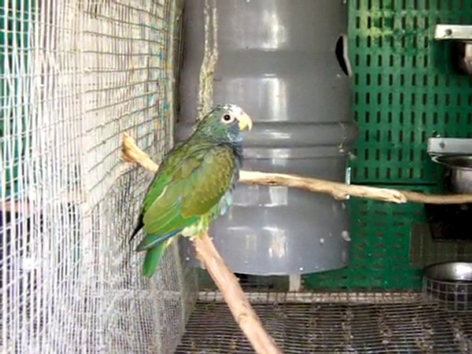 pionus senilis