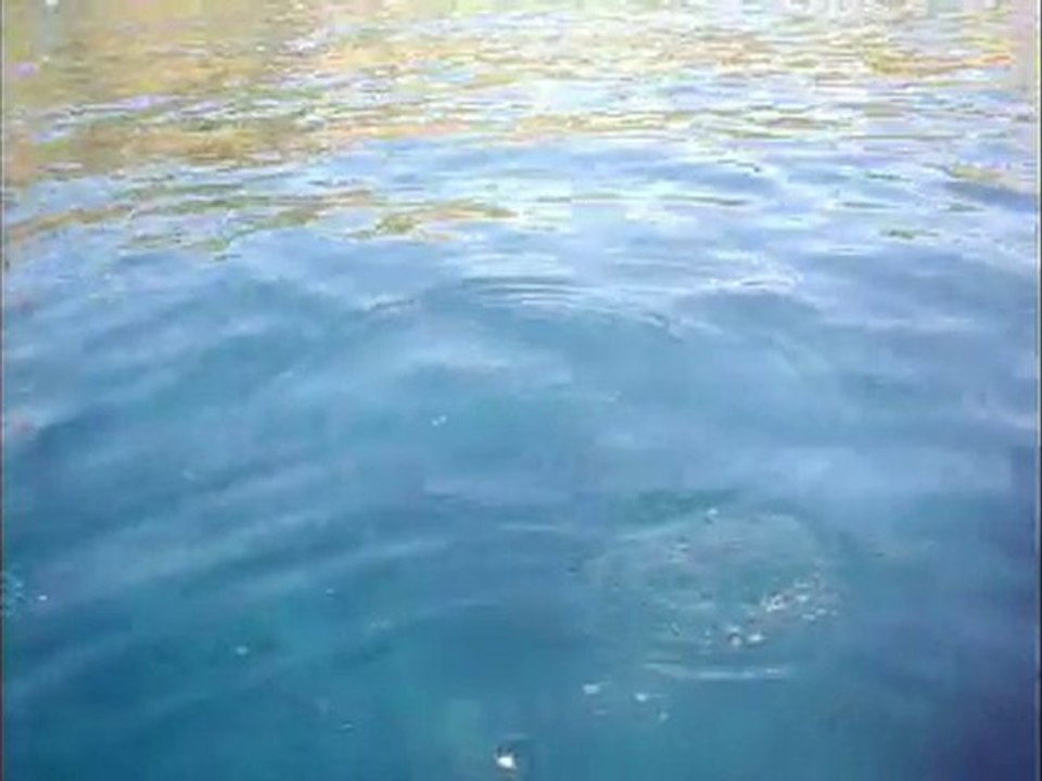 poissons