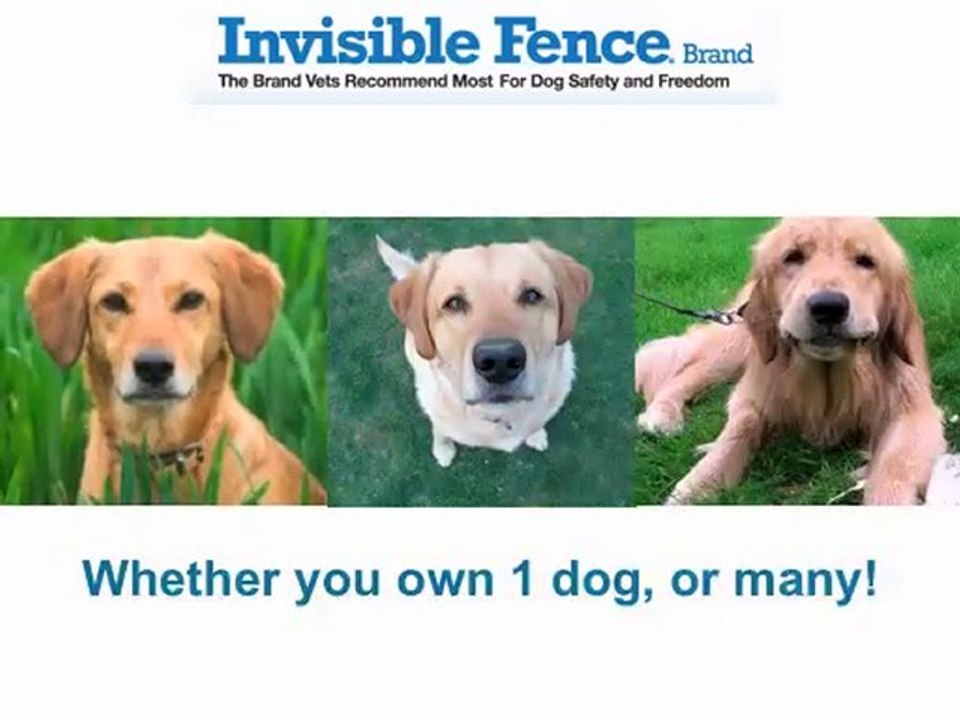 Invisible fence collar San Antonio