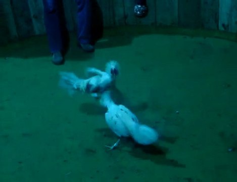 PELEA RAPIDA DE GALLOS CRIADERO