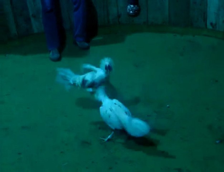 PELEA RAPIDA DE GALLOS CRIADERO