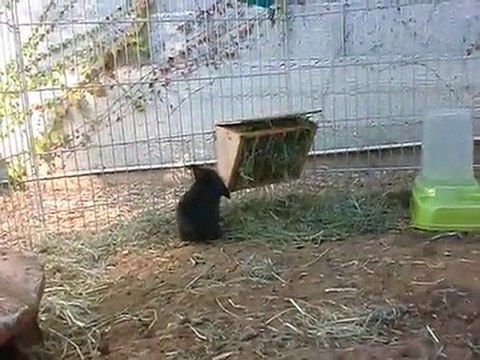 Bébés de Clochette lapins nain bélier TDL porteur teddy