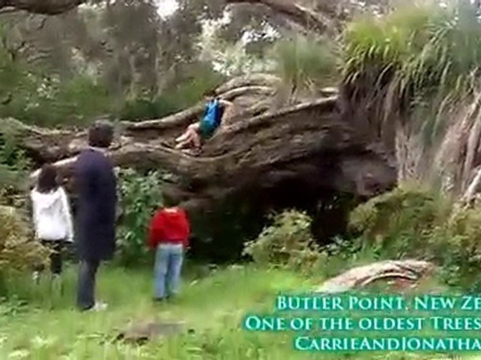 Butler Point Pohutakawa Tree: New Zealand Pohutakawa