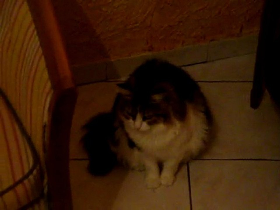chat obese minouche