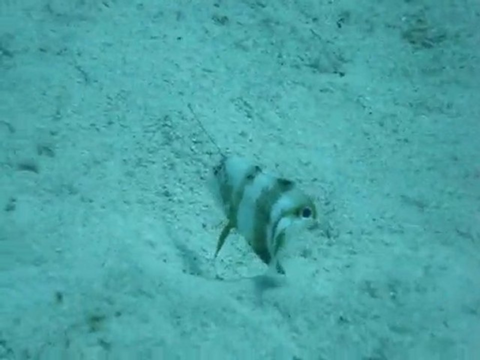 Poisson licorne et Anguilles jardinières