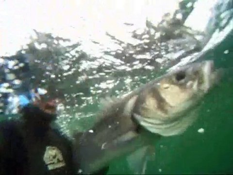 Chasse sous marine en Bretagne sud