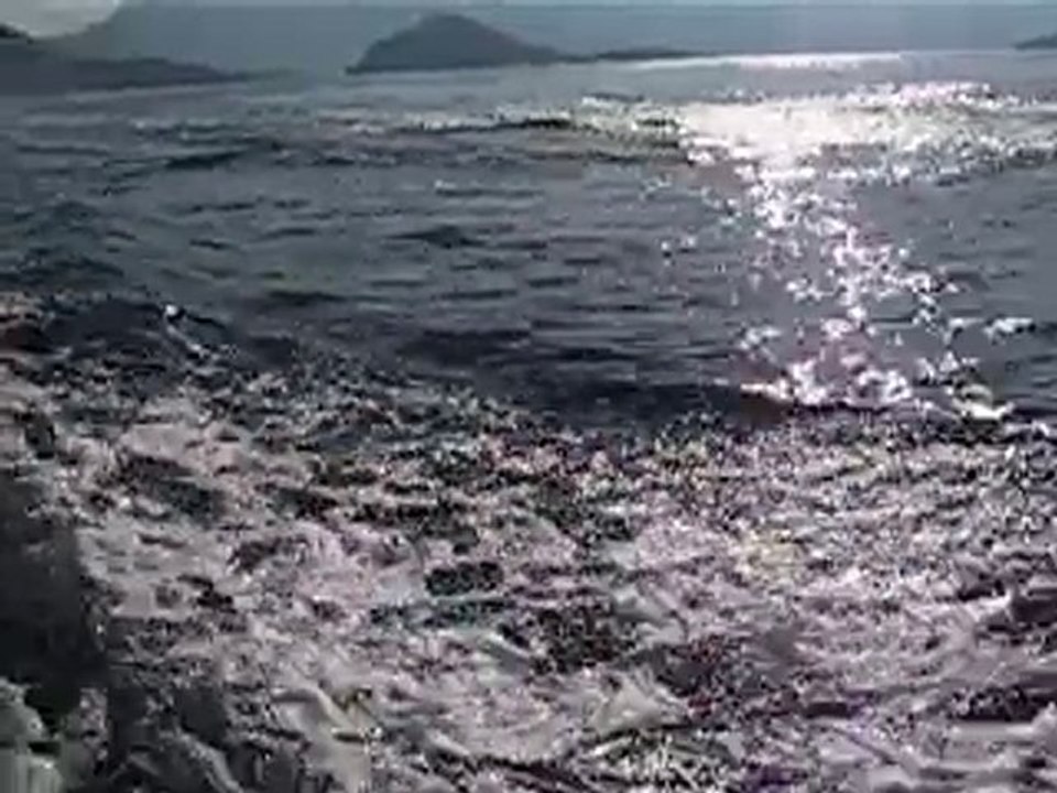 delfiner i Oman