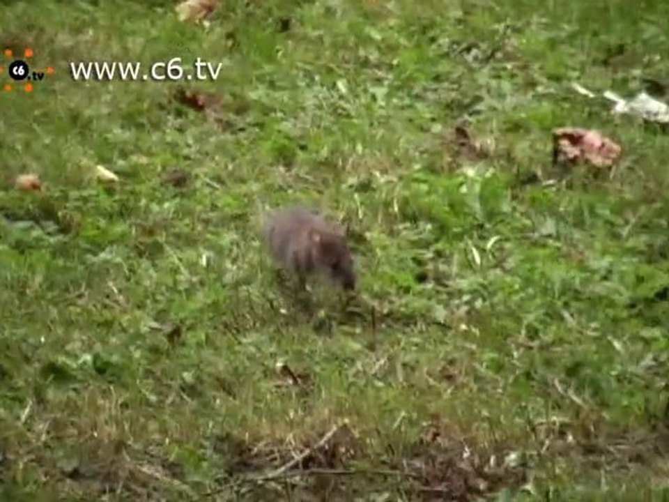 Topi a Milano: dopo Brera invasa anche piazza Irnerio
